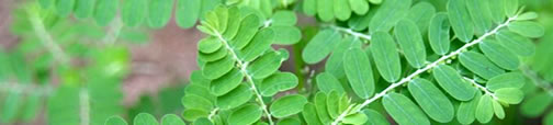 Exports & General Merchants of Senna and High Grade Medicinal Herbs