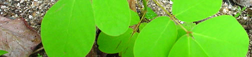 Exports & General Merchants of Senna and High Grade Medicinal Herbs